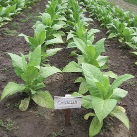 Costello Negro, Tobacco Seed
